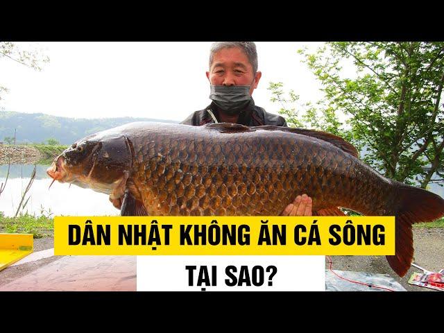 Lý Do Hơn 50 Năm, Dân Nhật Không Ai Ăn Cá Sông!