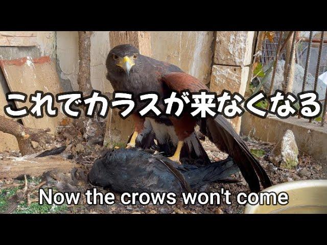 Now the crows won't come! Harris Hawk eats crow! crow extermination