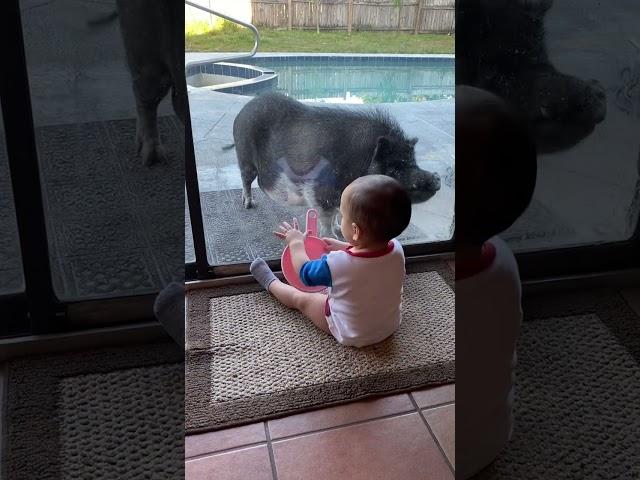 Waiting for some apple  #potbelly  #pig #pet #cutebaby