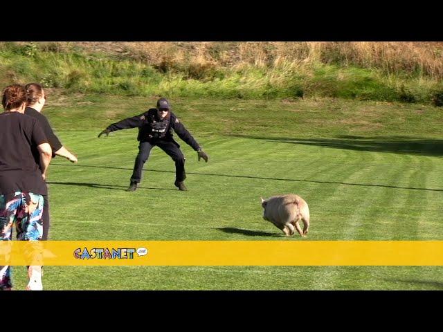 Pigs on the loose captured safely in West Kelowna