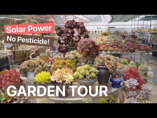 Meet the Succulent Master - 500m2 Garden, Organic, Solar Power & Thousands RARE Succulents ️