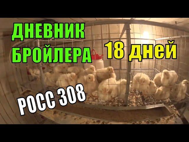 ДНЕВНИК БРОЙЛЕРА / ДЕНЬ 18 / ОТЛИЧНЫЙ ПРИВЕС ЦЫПЛЯТ ЗА СУТКИ