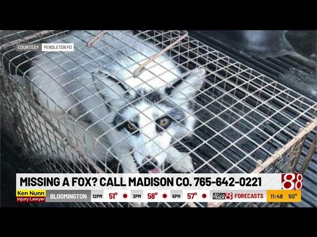 Pendleton police find "domesticated" fox, look for owner