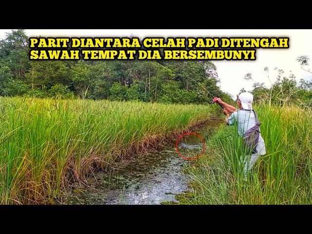 DIA BERSEMBUNYI DIANTARA PADI PADI || CASTING GABUS DI SAWAH