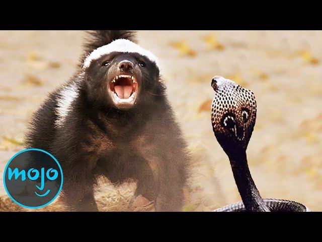 Top 10 Craziest Animal Fights Caught on Camera