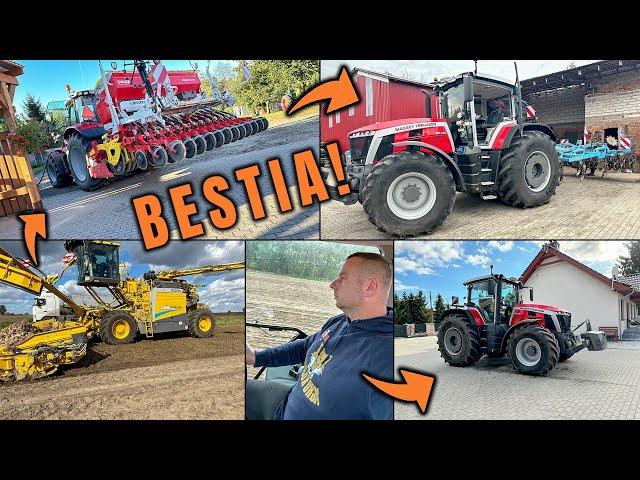 #VLOG Massey Ferguson 305 dynaVT w robocie/kopanie i odbiór buraka trwa/zasiewy pszenicy