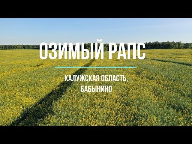 СХТ АГРО - озимый рапс 2019