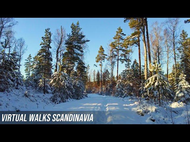 Beautiful winter forest walk in Sweden - Enjoy beautiful scandinavian nature