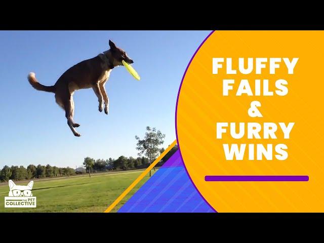 Fluffy Fails & Furry Wins | The Pet Collective