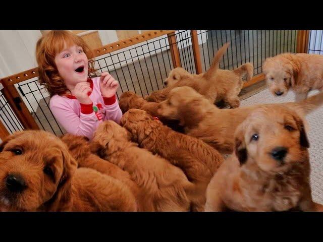 9 PUPPY SURPRiSE for Adley & Niko!! Hiding pet puppies inside our house! Spacestation Arcade Party!