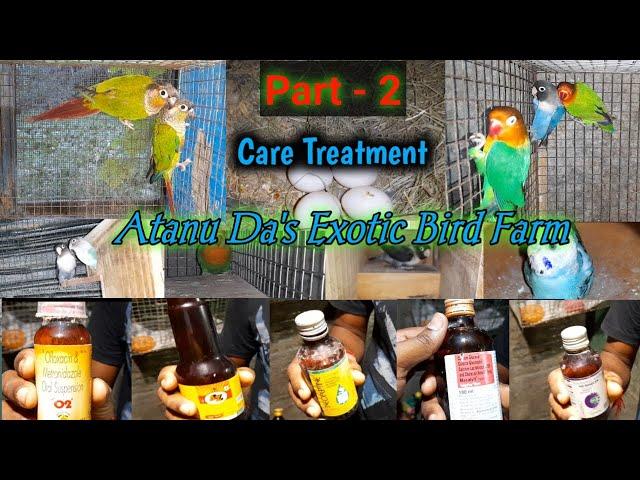 Love Bird/Yellowside Conure/Cocktail Bird/Javabird successfull breeding tips | Part-2