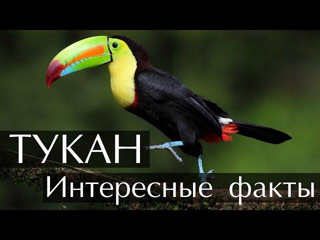 Тукан - интересные факты