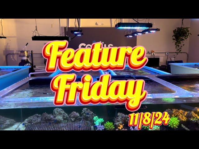 This week's BEST Hidden Gems! Stunning Frags and Rare Corals! Feature Friday (11/8/24)