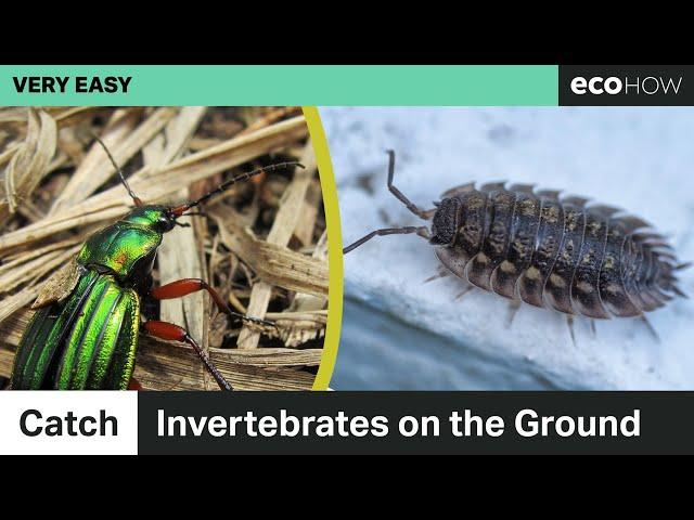 Catch Invertebrates on the Ground