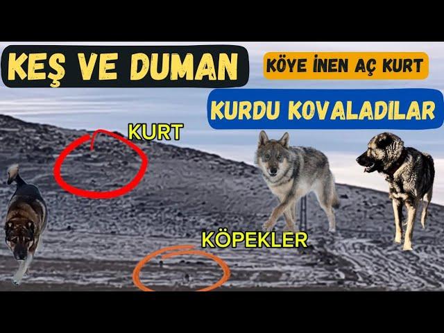 KÖYE İNEN AÇ KURDU KÖPEKLER KOVALADI~KEŞ DUMANA BİNECEK~DAĞ YÜRÜYÜŞÜ~MOR KOYUN TV NİN GEÇTİĞİ YOL...