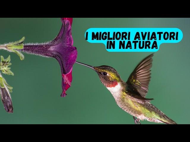 I migliori aviatori in natura