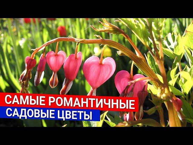 Самые романтичные садовые цветы