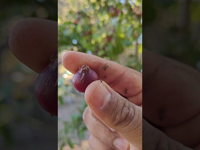 Are These Berries ??? With Francisco Meza #garden #berry #harvest #shorts