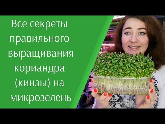 Как правильно прорастить кориандр (кинзу) на #микрозелень в домашних условиях. Все секреты.