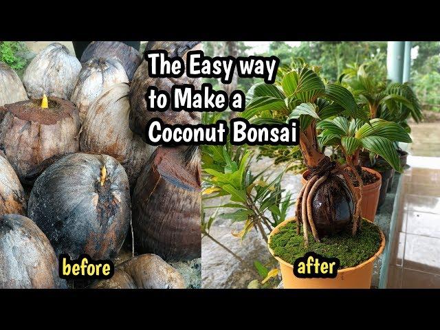 THE  EASY WAY TO MAKE A COCONUT BONSAI
