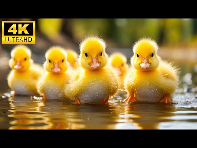 The Magical World Of Cute Young Animals With Relaxing Music (Colorfully Dynamic), Soothing Music