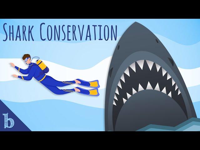 Shark Conservation | Ocean Talks With Tash