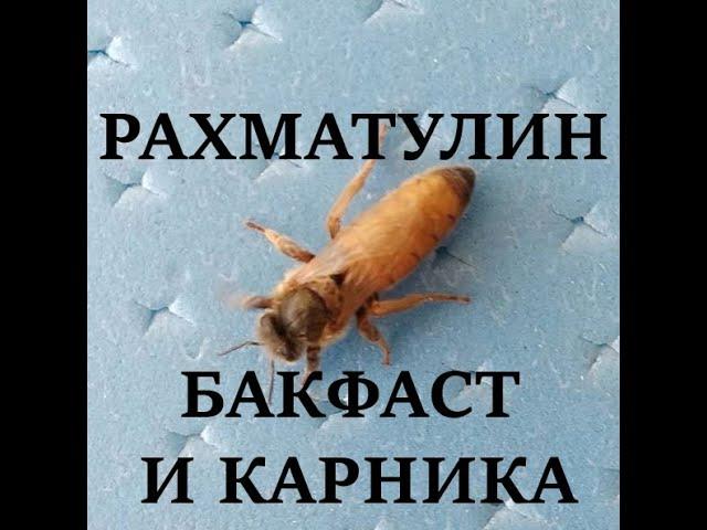 Рахматулин. Бакфаст и карника.