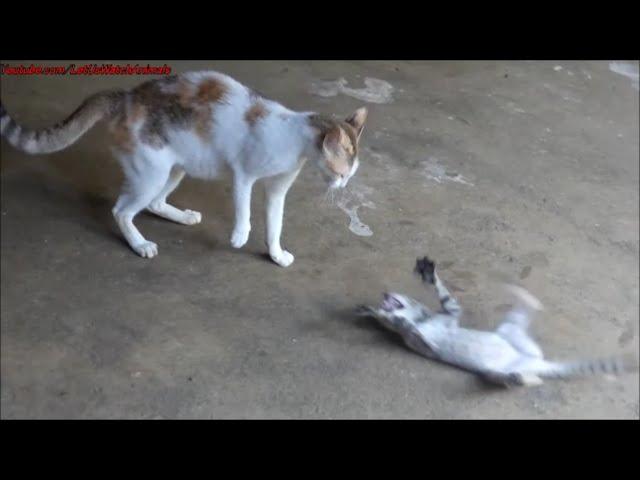 Cat attacking kitten / Angry cat scares kitten