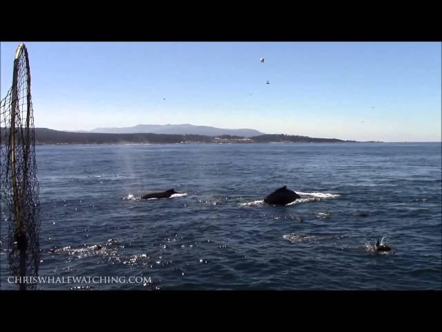 8.13.14 Whale Watching #Monterey