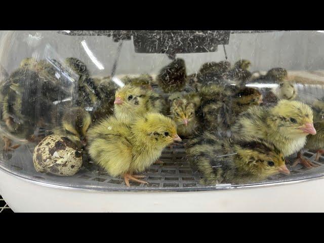 Is the Nurture Right 360 a good incubator? Incubator review #myshirefarm #quail