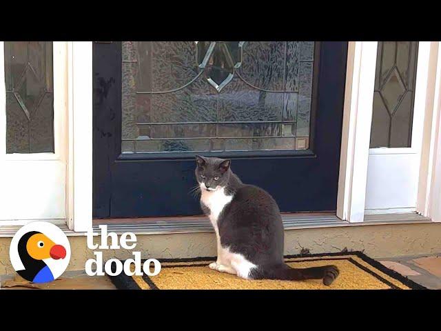 Family Installs Cat Door To Accommodate Their Dog's Stalker | The Dodo