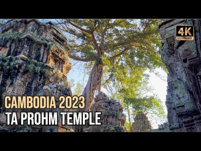 Ta Prohm Temple walking video tour | Tips for Angkor tour | Angkor Temples 2023 [4K]