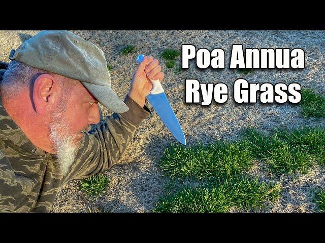 Killing Poa Annua in Lawns and Rye Grass Overseed Transition