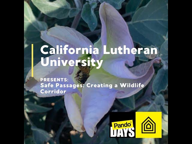 Pando Days '22 Premiere Presentation: California Lutheran University