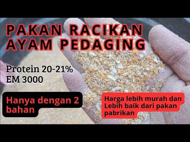 Racikan Pakan Campuran untuk Ayam Kampung Pedaging