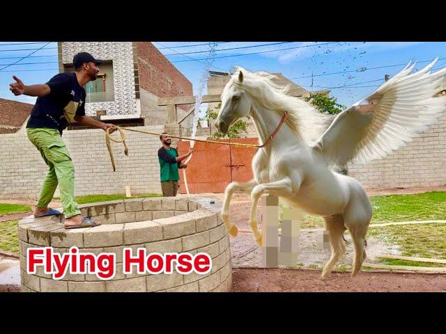 Turab Flying Horse Surprise New Mini Zoo Main