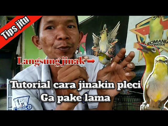 cara jitu jinakin pleci - tutorial langsung