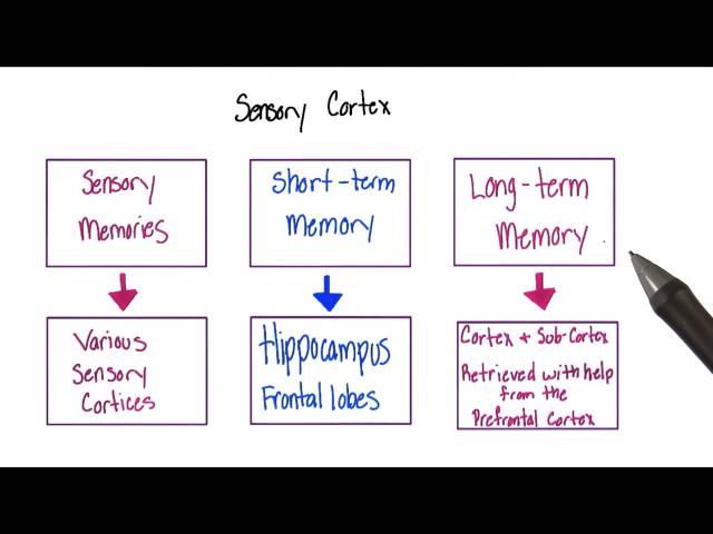 Sensory cortex - Intro to Psychology