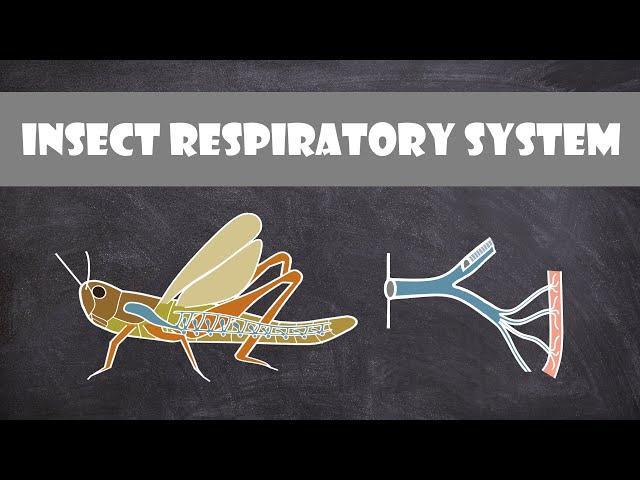 Insect Respiratory System | Entomology