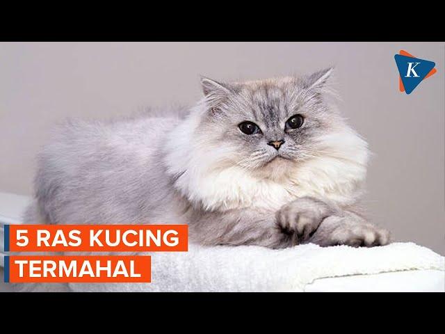 Deretan Ras Kucing Termahal di Dunia