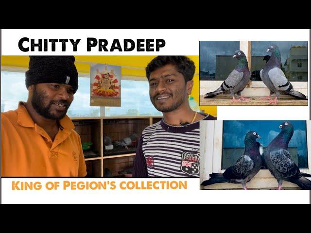 Chitty Pradeep ( king of pigeons Collection)￼