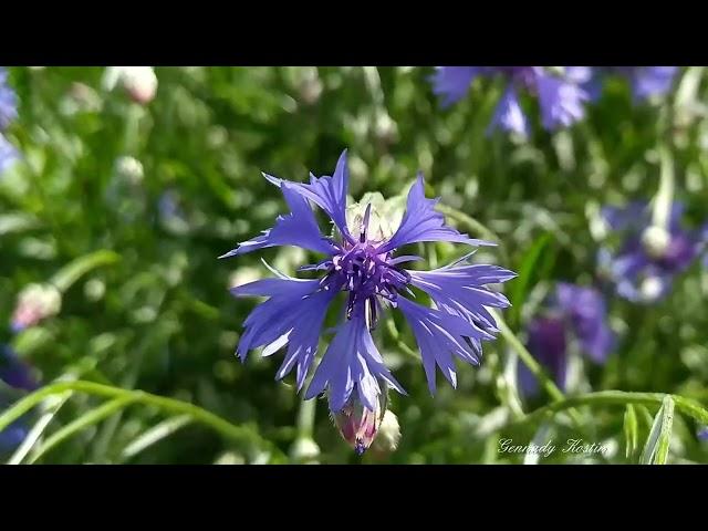 Cornflowers under the blue sky  (2hours)