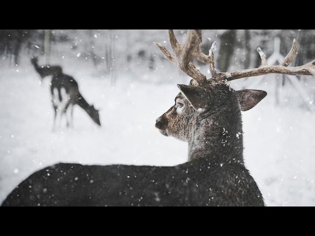 Santa’s Newest Helper! A Baby Reindeer’s Christmas Journey