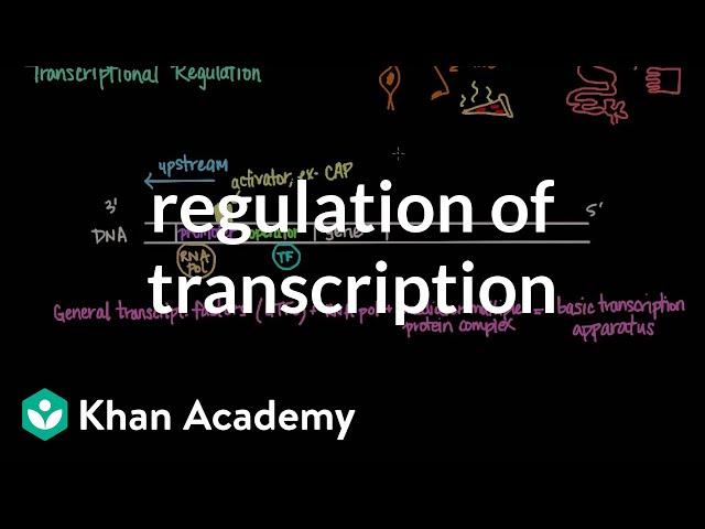 Regulation of transcription | Biomolecules | MCAT | Khan Academy