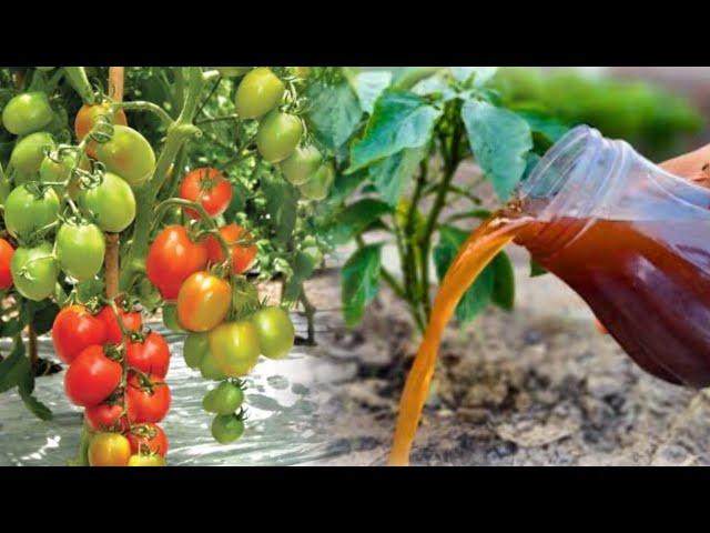 How to Make Homemade Liquid Organic Fertilizer to Stimulate Plants