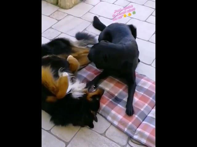  OMG! Diese zwei Hunde spielen sooo süß! 