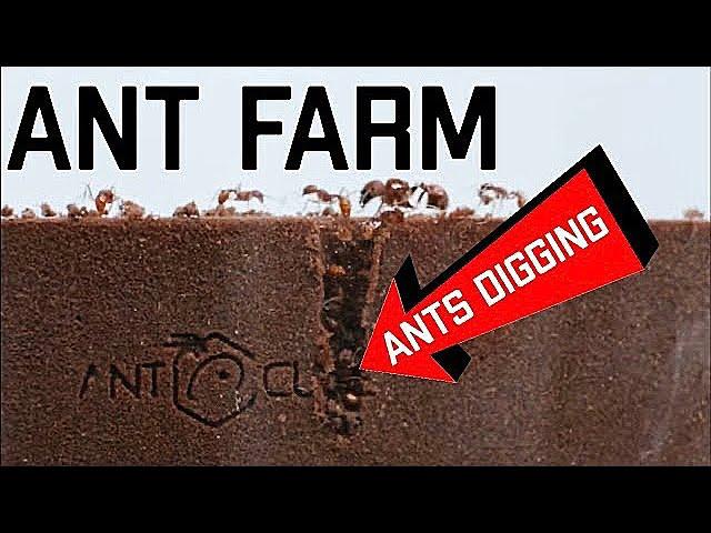 My *NEW* SUPER Cool Glass Ant Farm - Formicarium Unboxing and Review