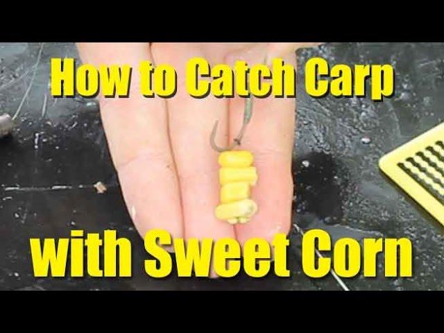 Best carp baits: sweetcorn. How to catch carp with sweetcorn