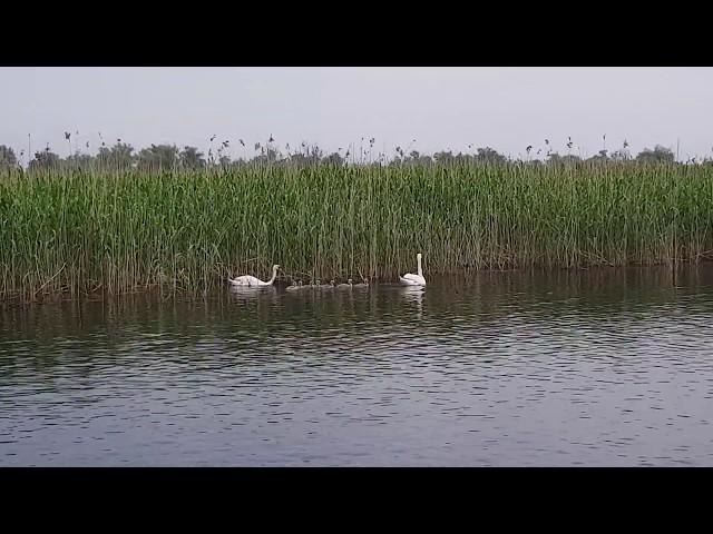 Familie de lebede cu 7 pui in Delta Dunarii, Ciprian Safca. Swans with seven cignets in Danube Delta