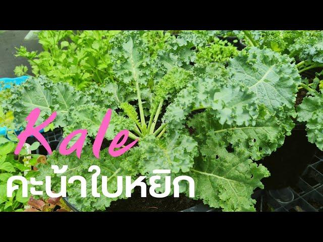 วิธีเพาะกล้าเคลแบบง่ายๆ ได้ผล 100% : how to grow kale at home in Thailand.